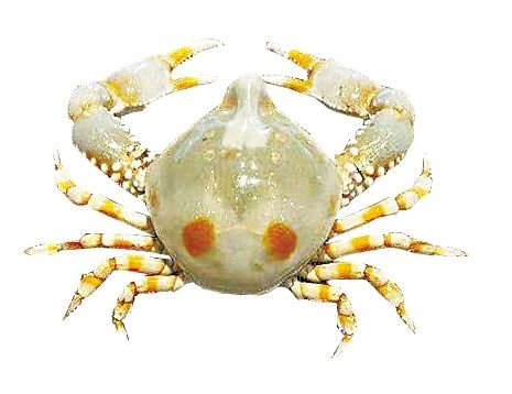 海底两万里海上大战概括