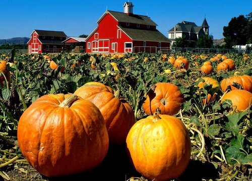 南瓜是哪里产的？