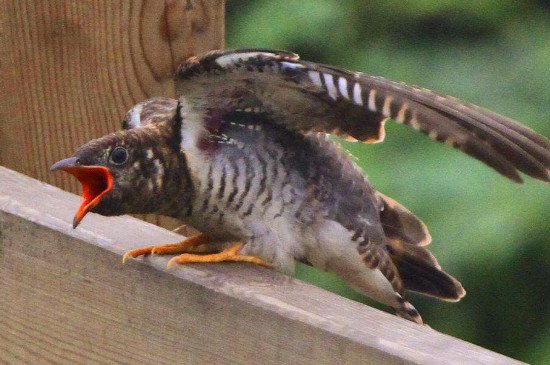 杜鹃鸟吃什么，杜鹃鸟的食物是各类虫子