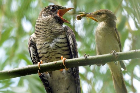 杜鹃鸟吃什么，杜鹃鸟的食物是各类虫子