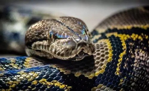 蛇和蟒有什么分别吗?