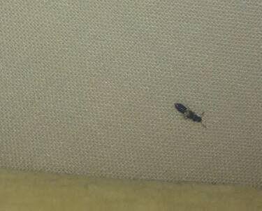 这种黑色的小硬壳虫子是什么虫子。