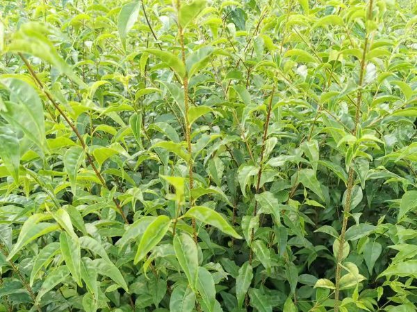 小叶苦丁茶属于什么茶