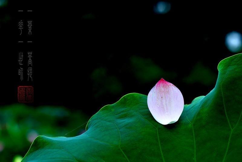 一花一世界下一句是什么？