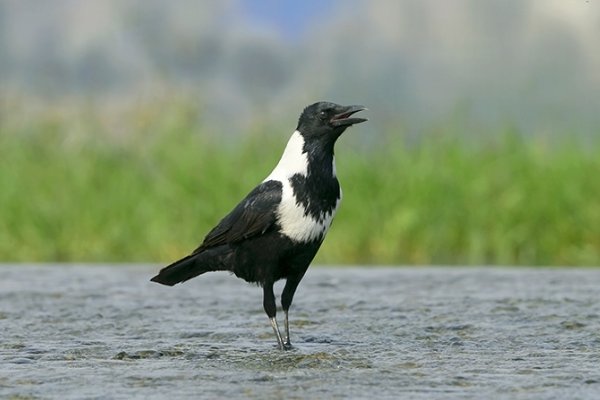 老鸹是什么鸟啊？