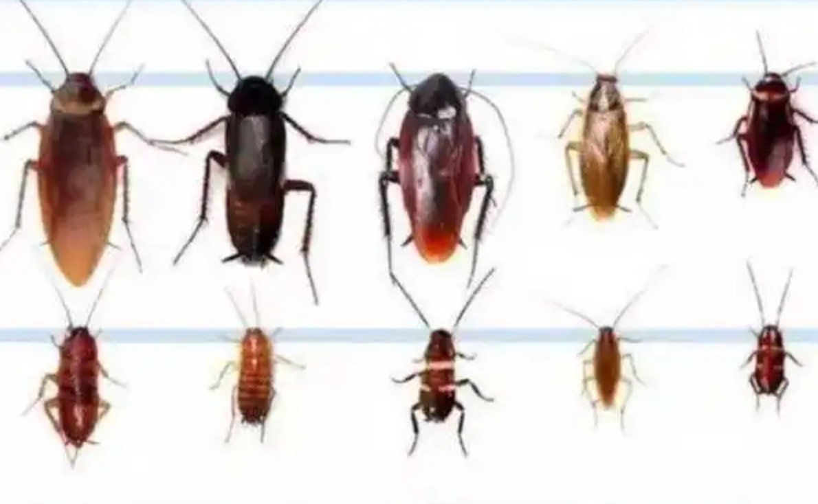 蟑螂卵鞘是什么样子的?