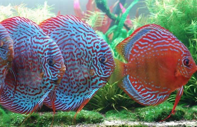 很多小伙伴被七彩神仙鱼的颜值吸引，那么，谁知道七彩神仙鱼价格怎么样呢？