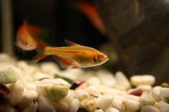 请问这是什么鱼，盲鱼？有眼睛呀，很凶残，鱼仔都养到半大了，他还追