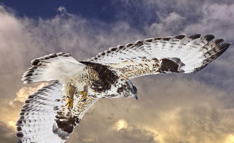 雏鹰的成长过程