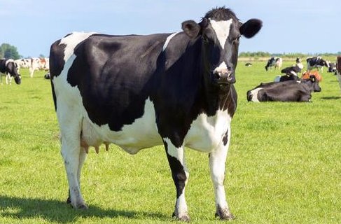 牛偷奶吃是什么原因