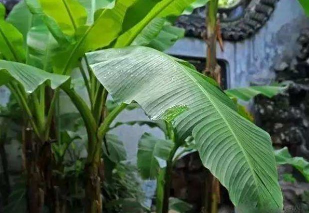 丁香空结雨中愁什么意思？