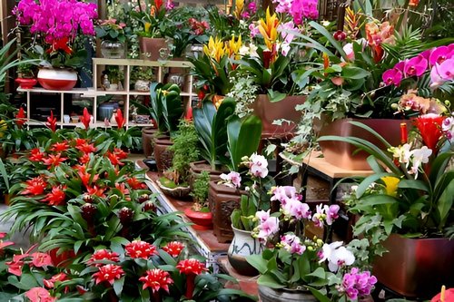 大连花卉市场批发市场