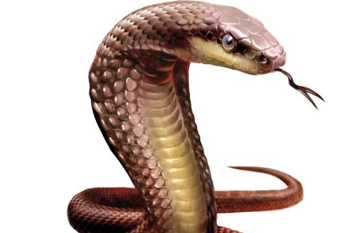 哪个省毒蛇最多