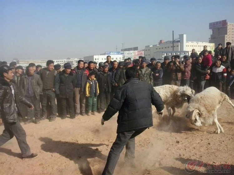 菏泽论坛的发展历程