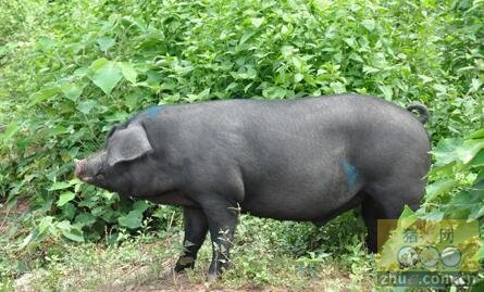 生猪催肥灵的介绍