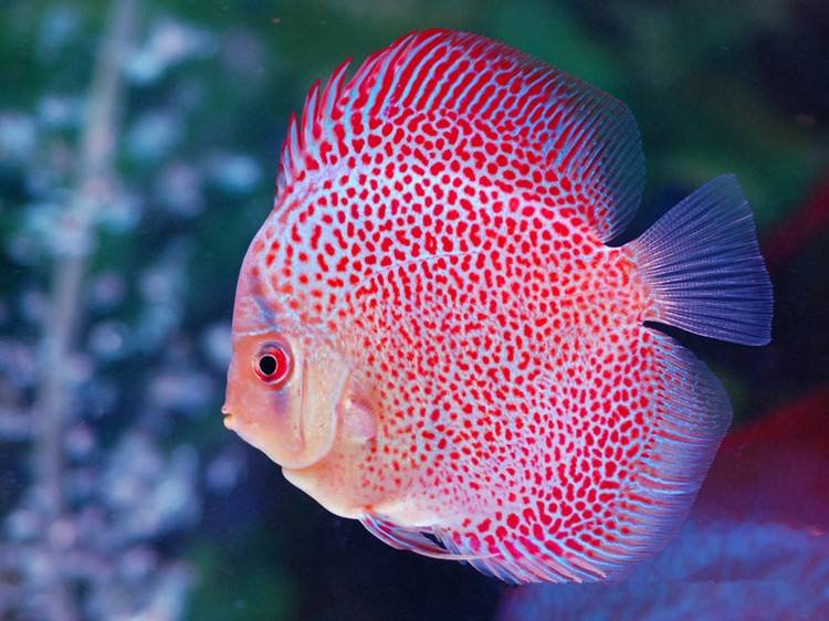 很多小伙伴被七彩神仙鱼的颜值吸引，那么，谁知道七彩神仙鱼价格怎么样呢？