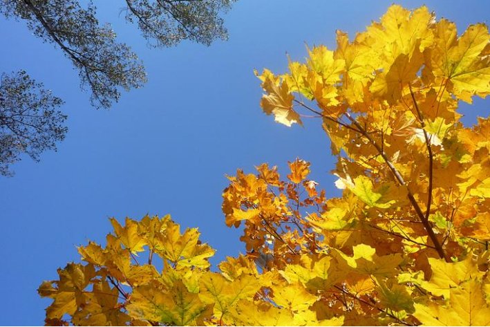 高气爽中的秋高指的是什么