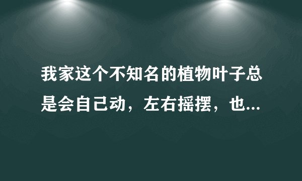 我家这个不知名的植物叶子总是会自己动，左右摇摆，也没风，谁能解释下这是什么品种，会动又是怎么回事