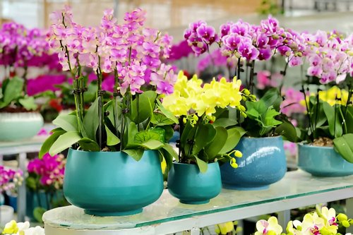 大连花卉市场批发市场