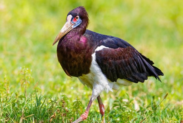 ibis中文是什么鸟