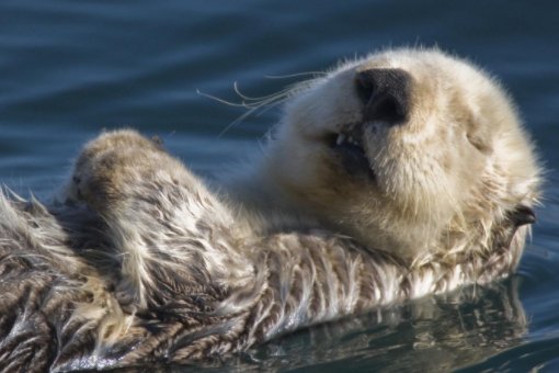 水懒和水獭是一种动物吗？