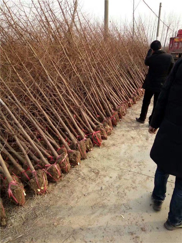 水杉树栽种要点有哪些（简述水杉移栽注意事项）