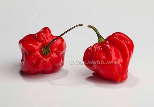 卡罗来纳死神的介绍