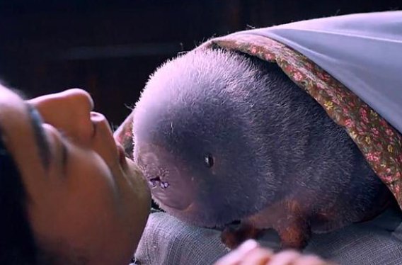 大团圆结局高飞