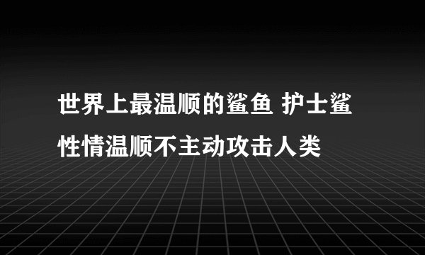 世界上最温顺的鲨鱼 护士鲨性情温顺不主动攻击人类
