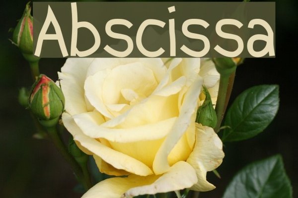 abscissa是什么意思