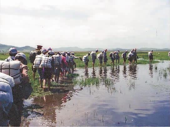 杨年华的人物简介
