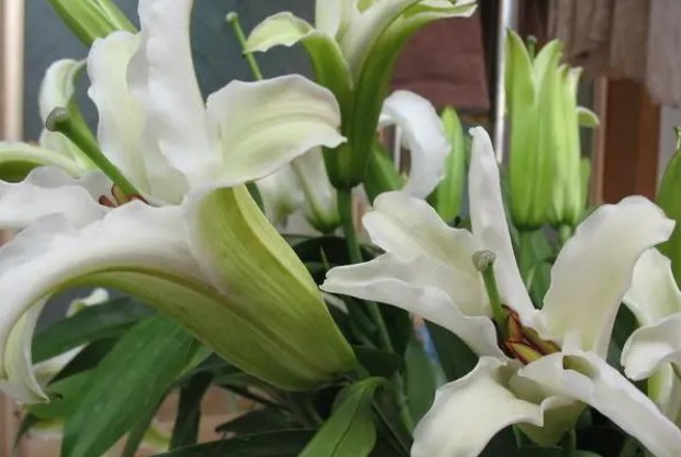 男女双方第一次见面送什么礼物最佳呢？