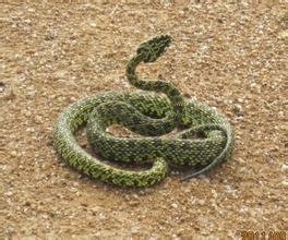 一种蛇的品种，求告知学名