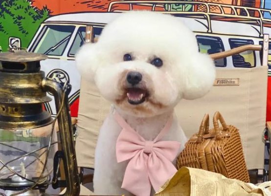 宠物美容师证分几级