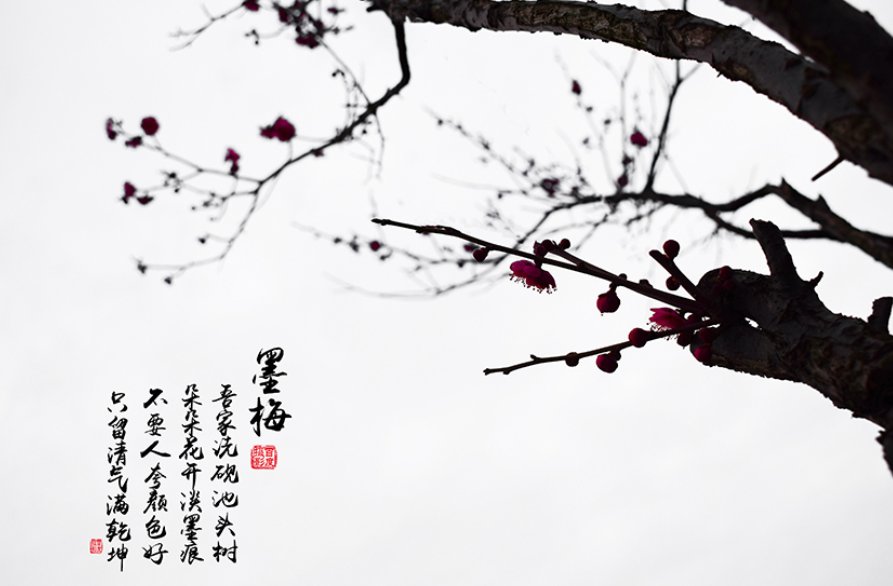 朵朵花开淡墨痕的全诗