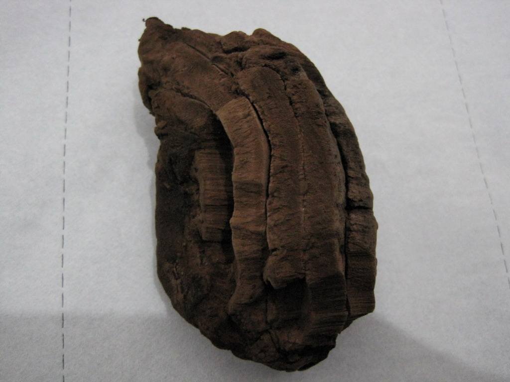 棺材阿魏是什么东西?