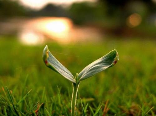 18-135镜头能拍出背景虚化的景深效果吗？