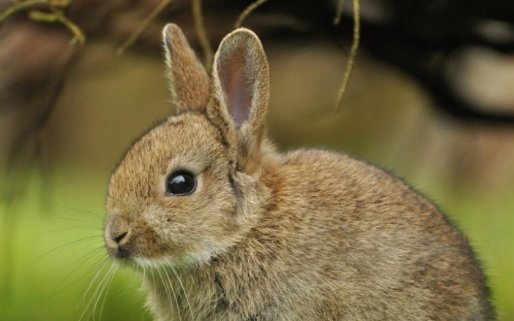 尾巴像什么的动物？