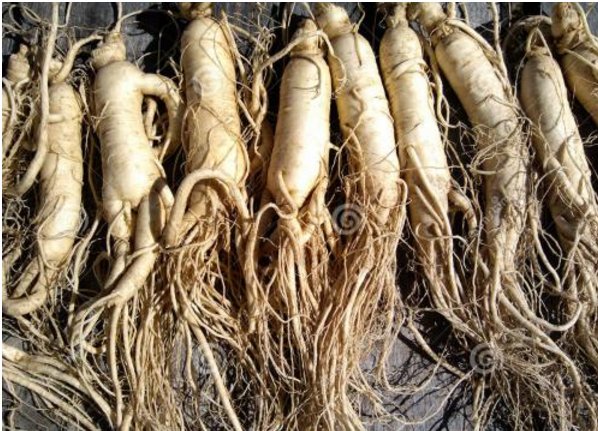 参的拼音是什么？