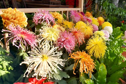 大连花卉市场批发市场