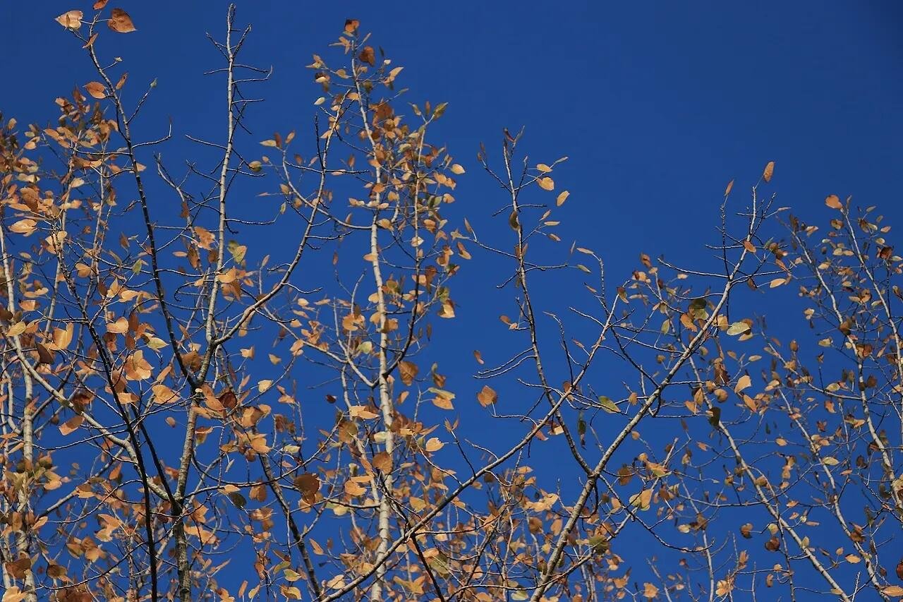 秋天的色彩有哪些?