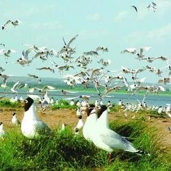 鸥科的种群现状