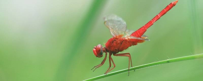 蜻蜓咬人有毒吗