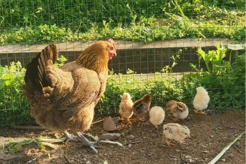 小鸡的外貌描写