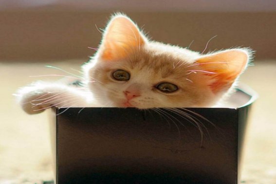 长不大的猫咪品种