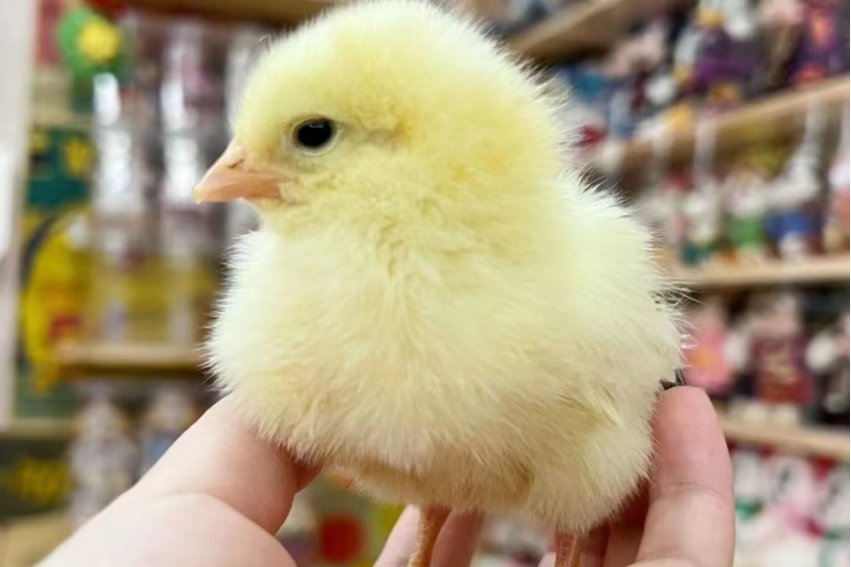 小鸡的外貌描写