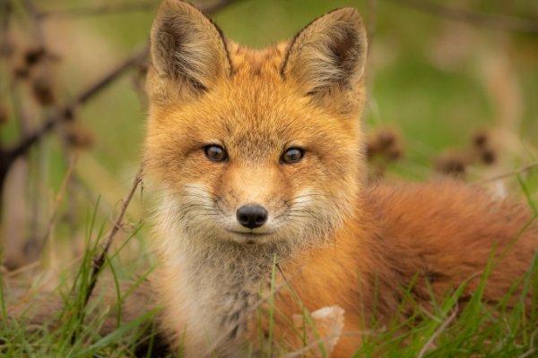 狐的拼音怎么写