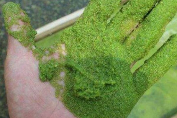 世界上最小的花是()的花,连肉眼都看不清楚。