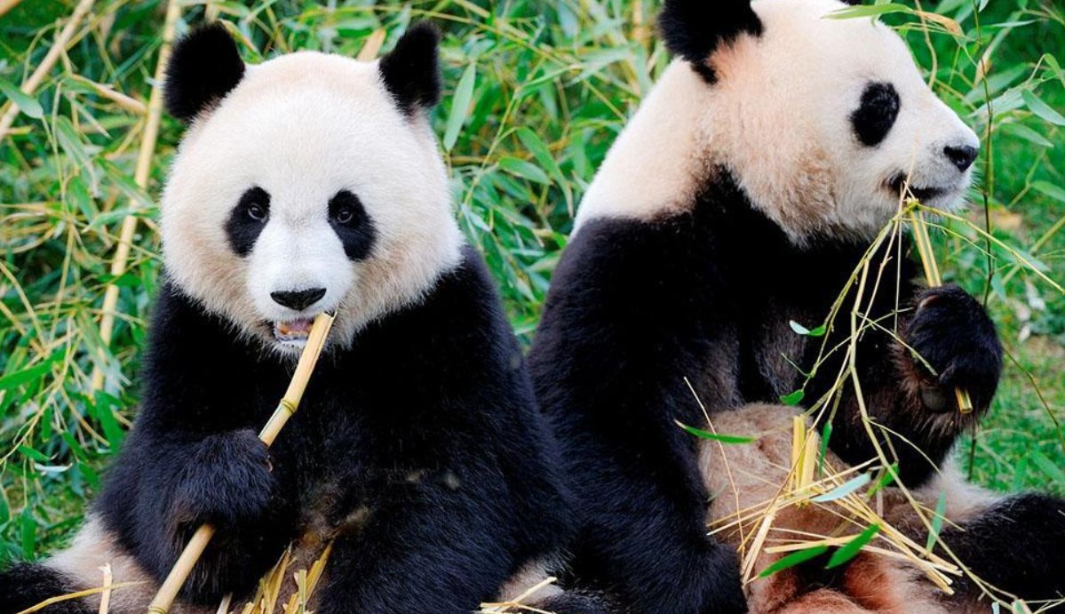 活化石指的是什么?