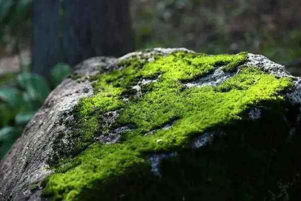 东南西北怎么辨别方向